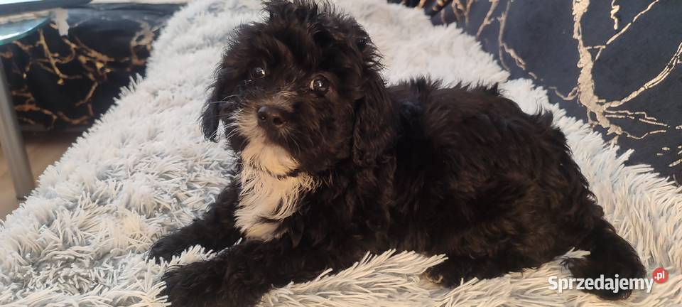 Maltipoo MaltańczykPudel miniaturowy Tarnów sprzedam