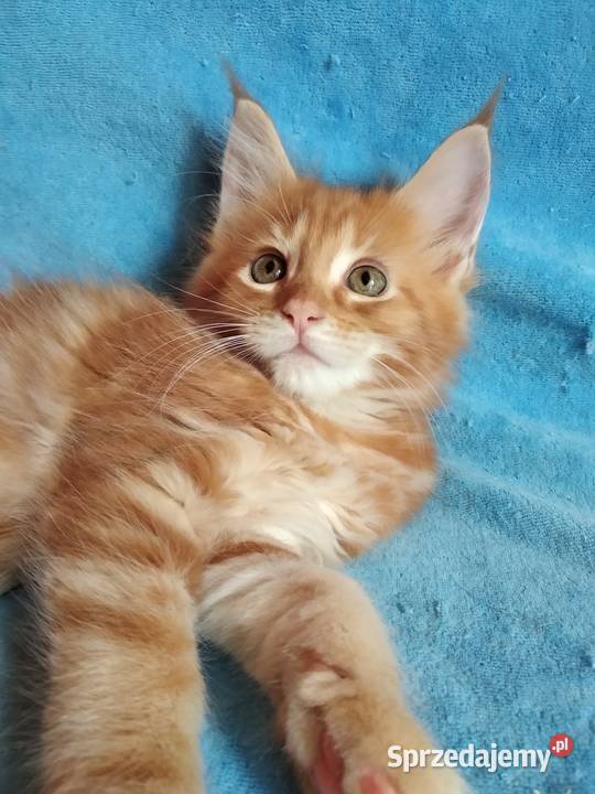 Kociczka MCO z rodowodem FPL Lublin sprzedam