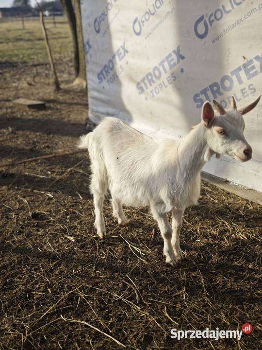 Sprzedam koziołki i kózki sprzedam