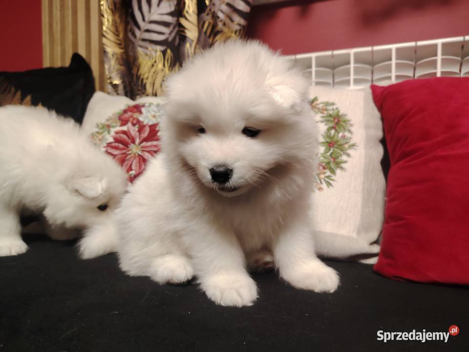 Samojed Samoyed suczka Nowa Wieś sprzedam