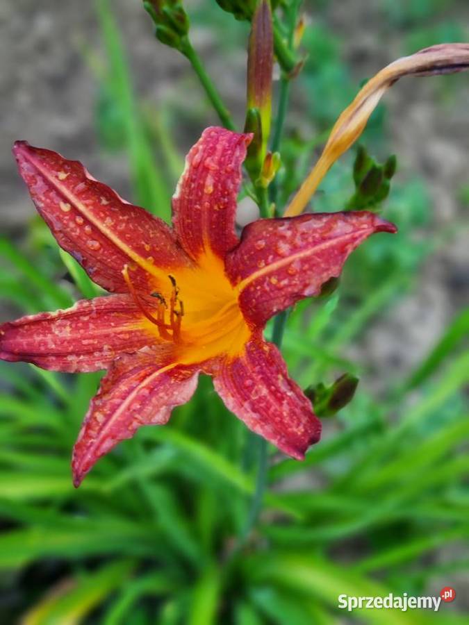 Liliowiec wiele Kolorów Lublin