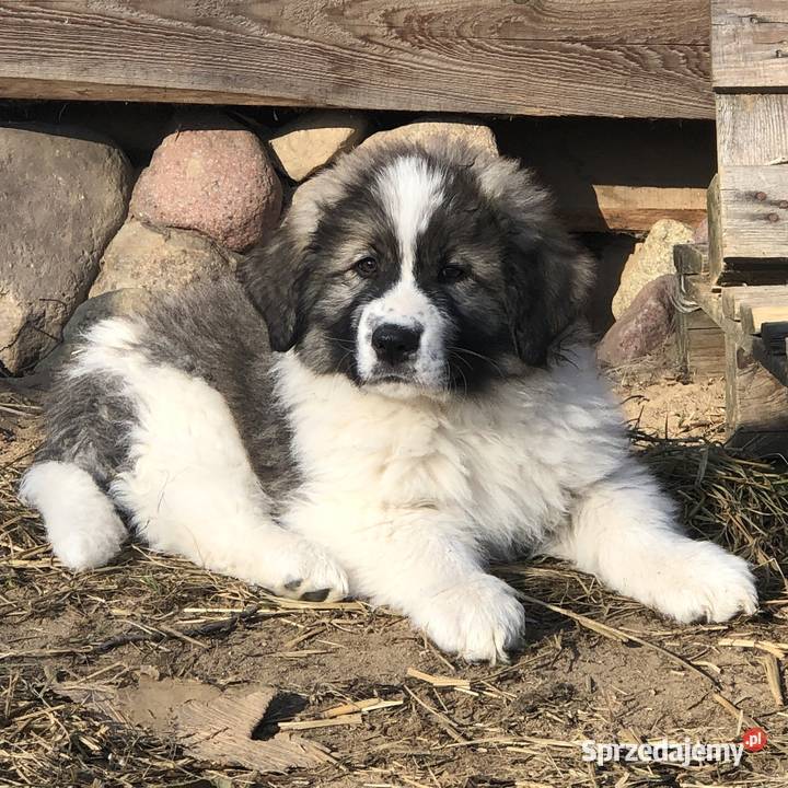 Mastif pirenejski rodzinny molos stróżujący Pupki