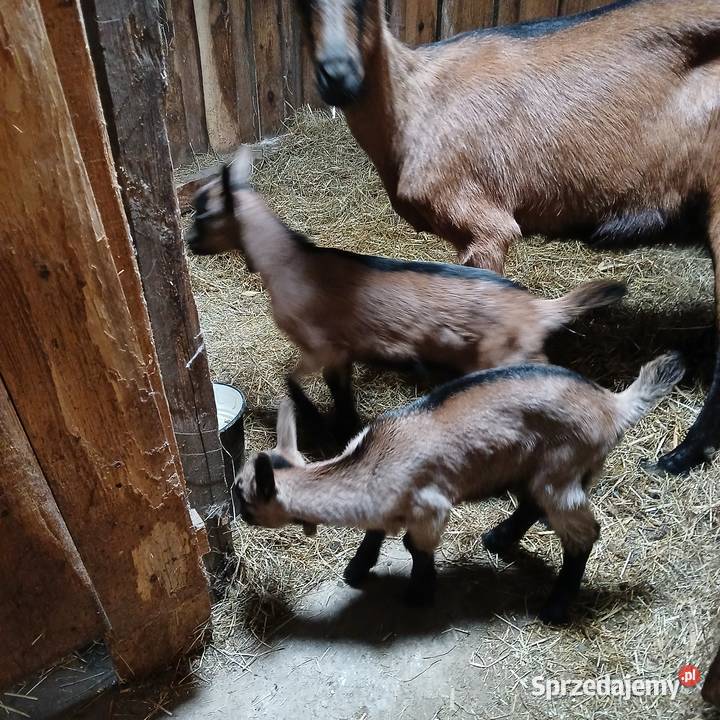 Młoda piękna kózka i koziołek rasy alpejskiej z Radoszki
