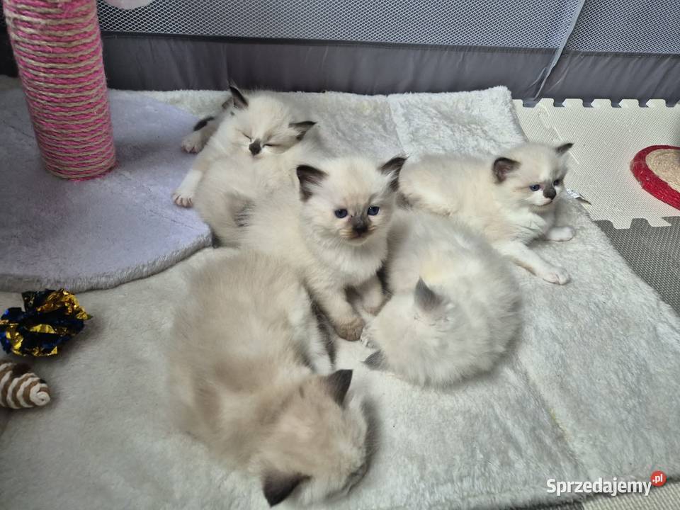 Kocięta Ragdoll Rodowód wyprawka Lędziny