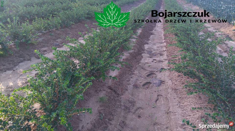 Sadzonki agrestu Mucurines Kamieniar Puszkińskij Pozostałe Stary Pożóg