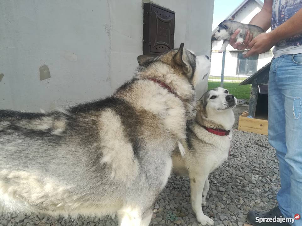 Szczeniak Alaskan Malamute Błażowa