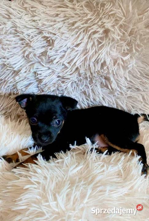 Pinczerek miniaturka Płock