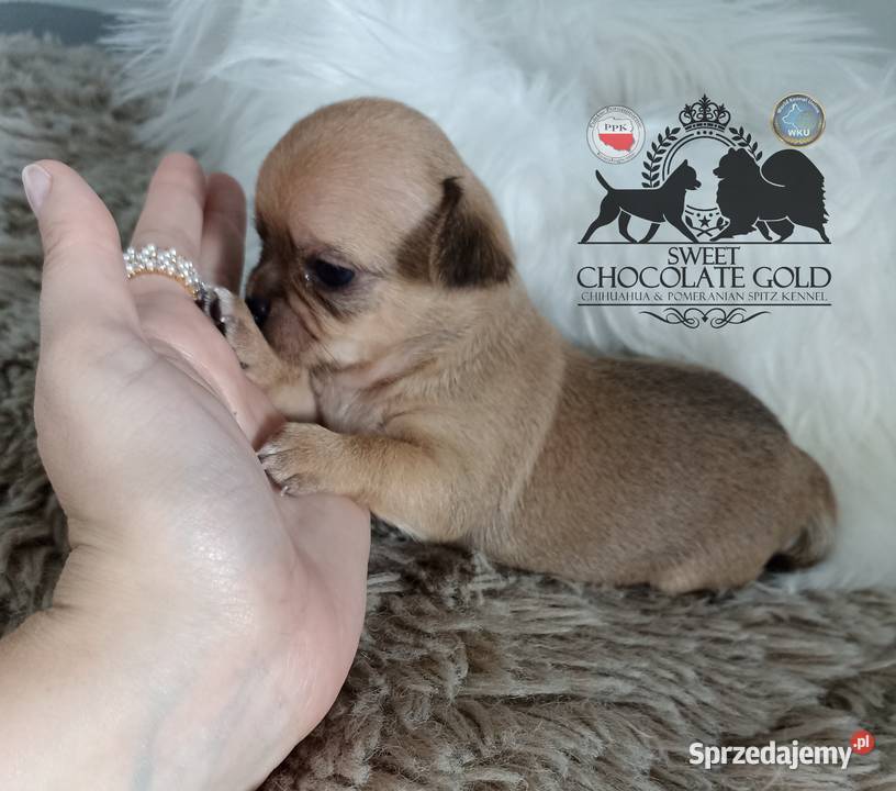 Chihuahua mikro sunia beżowa krótkowłosa pełny Bełchatów sprzedam