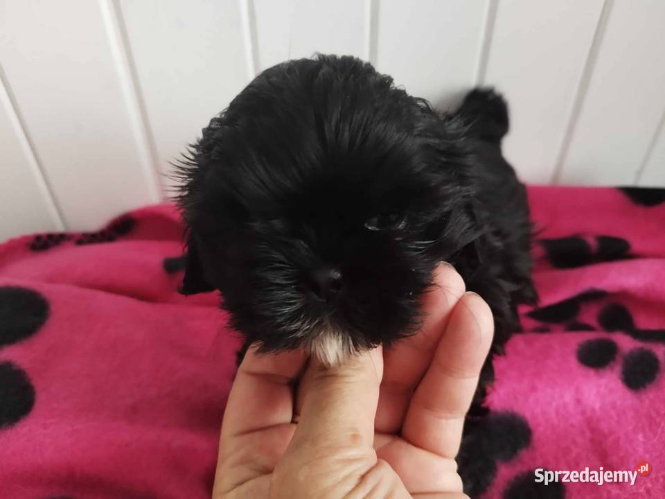 Shih Tzu Śliczne Maleństwa Zapraszamy Shih Tzu