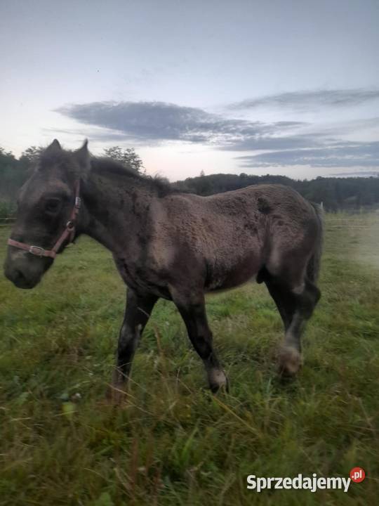 Sprzedam klacz ze źrebięciem Wara
