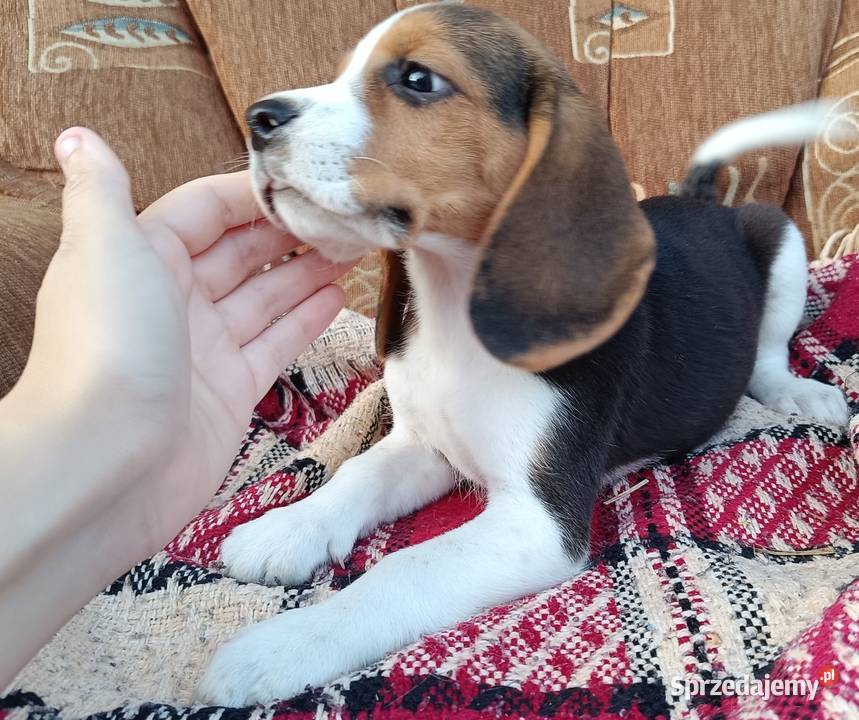 Suczka Beagle czystej rasy sprzedam