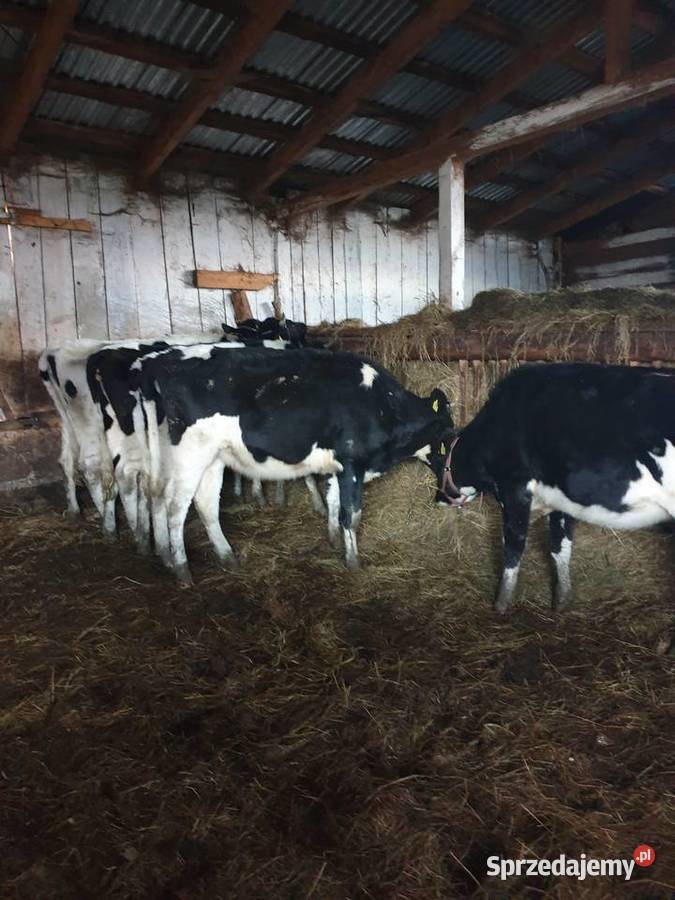 Jałówki Cielne HF 100 z pod oceny Ciche