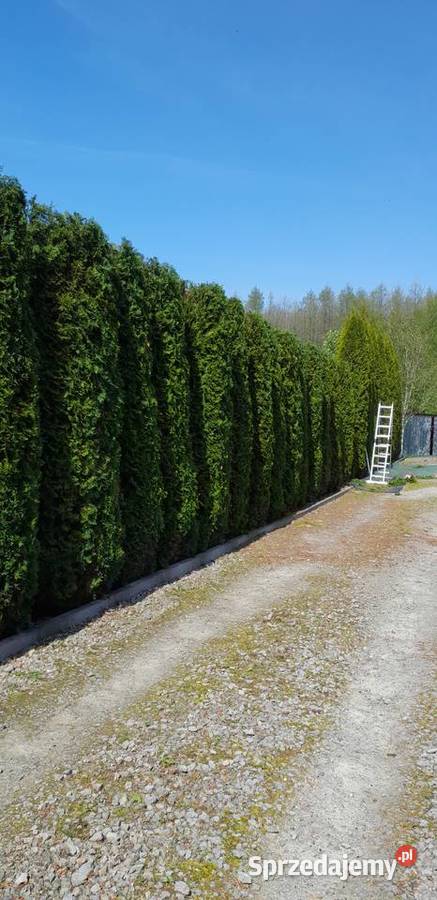 Tuje drzewa krzewy lubelskie Kraśnik