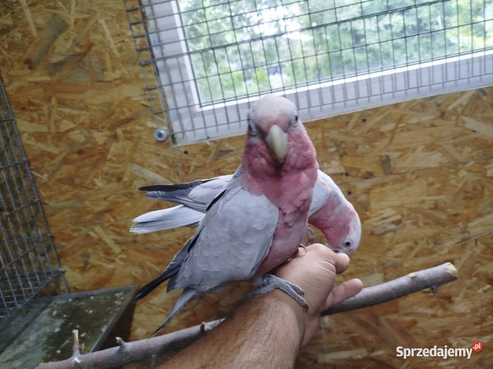 Kakadu różowe ręczny karmiony