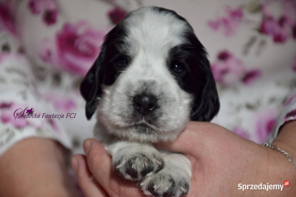Cocker Spaniel Angielskipiesek niebiesko srebrny Psy Nowy Sącz