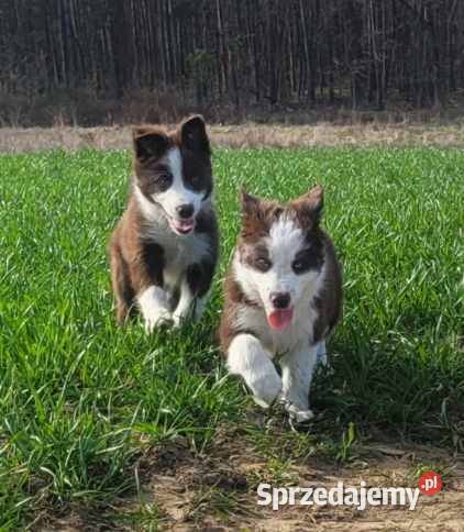 Szczeniaki Border Collie pomorskie Jagatowo