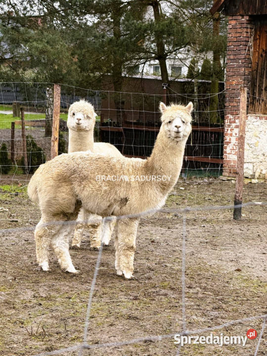 sprzedaży domu wolnostojącego Kłokoczyn 755m2 3682zł/m2