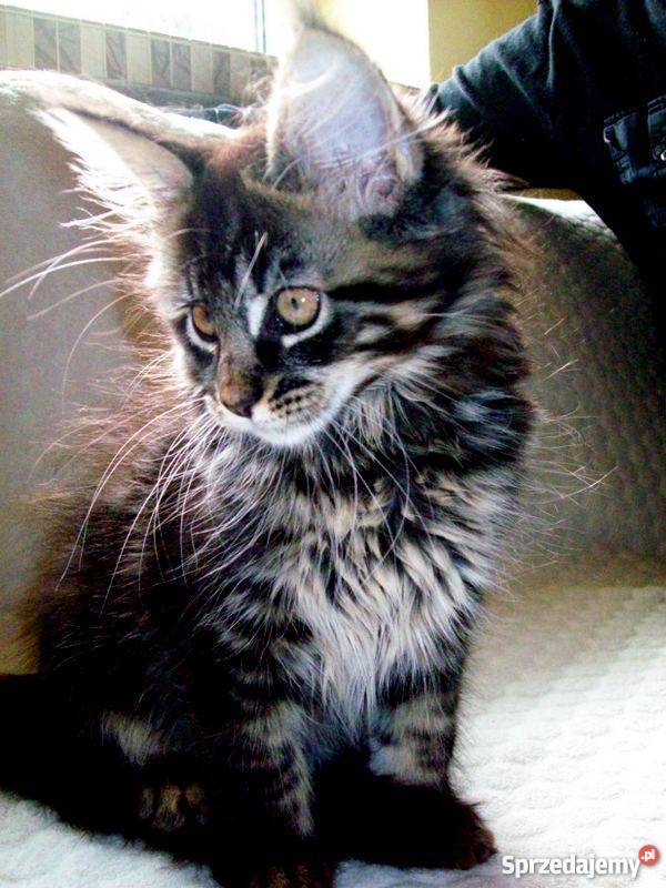 Kocięta Maine Coon Radom