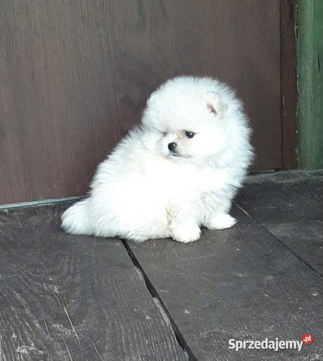 Szpic miniaturowy pomeranian piesio mega miś Pabianice sprzedam