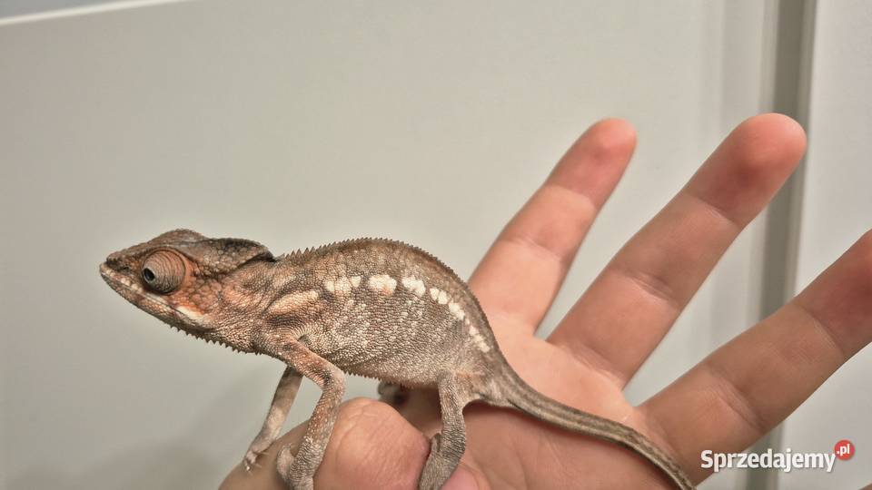 Kameleon lamparci Ambilobe Red Bar samiczka Gady i płazy Dzikowo sprzedam