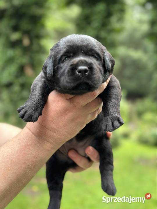 Czekoladowe i Czarne szczenięta Labrador Przygodzice