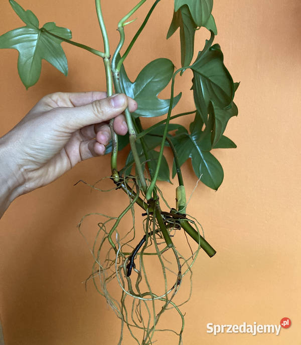 Zestaw sadzonek Philodendron filodendron pedatum Kraków