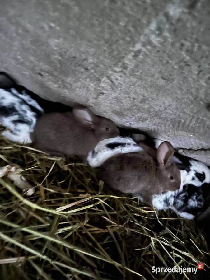 Króliki kujawsko-pomorskie Janowo