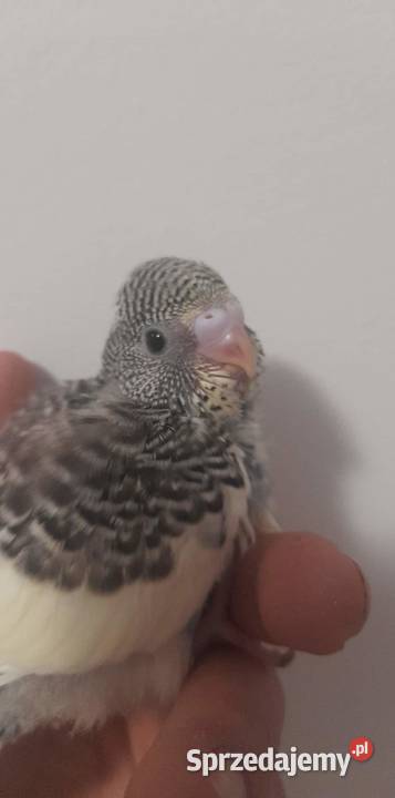 Papuga Falista Ręcznie karmiona sprzedam