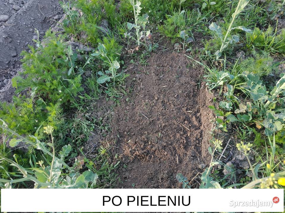 Pielnik motyka opielacz kultywator ręczny 15 Zamość sprzedam