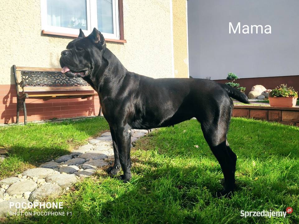 Cane Corso suczka hodowlana FCI ze wschodu Cane Corso Kielce