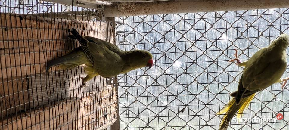 papugi aleksandretty obrożne