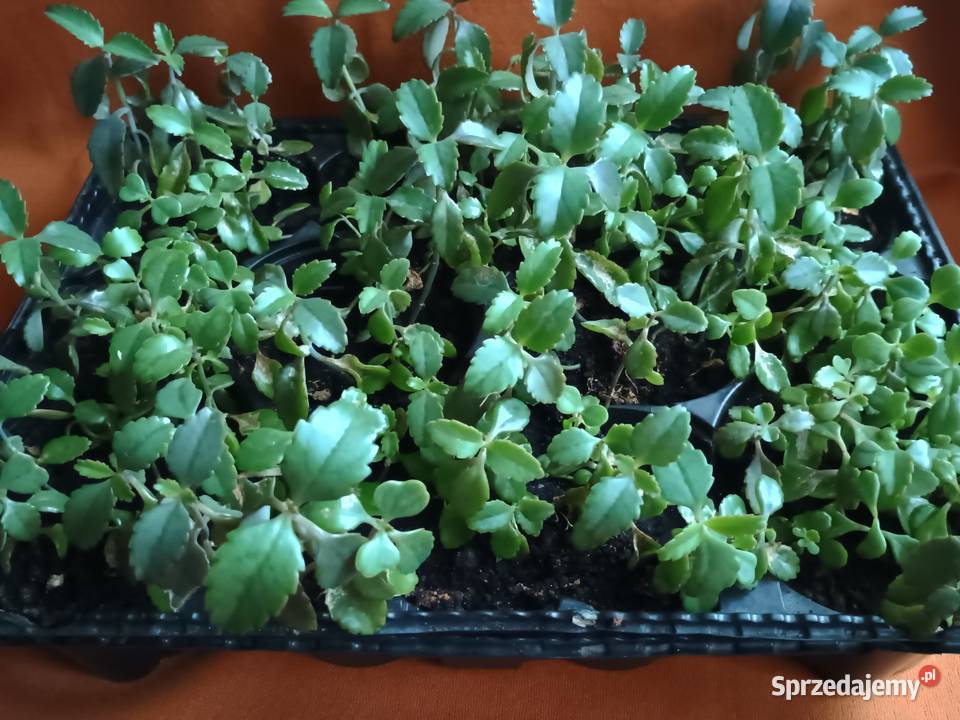Żyworódka roślina do domowego leczeniaKwiaty Łódź
