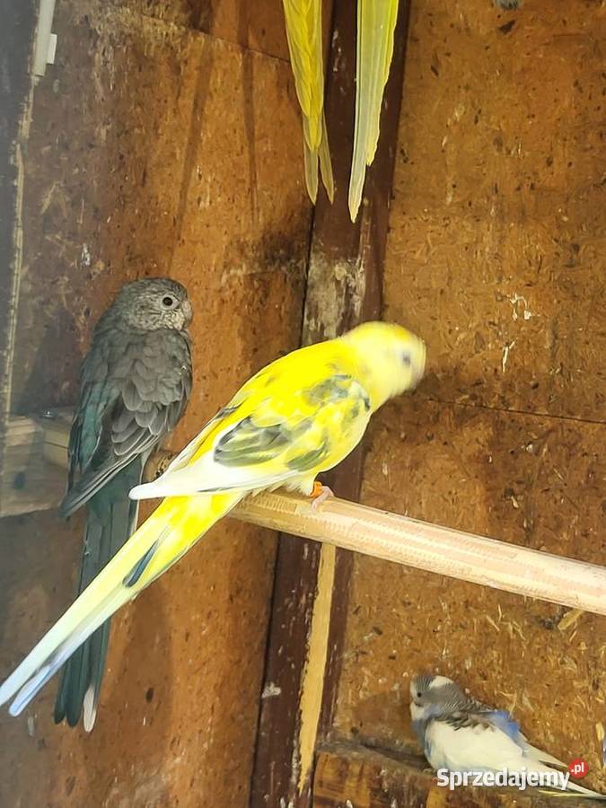 Papugi świergoty para lęgowa dolnośląskie Wrocław sprzedam