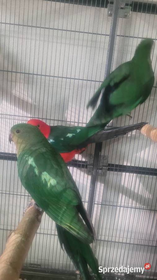 Papugi szkarlatki krolewskie Ptaki małopolskie Wieliczka