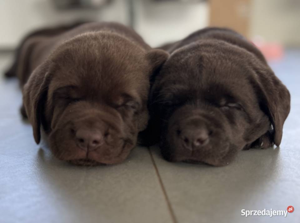 Czekoladowy szczeniak Labrador Retriever z Kraków