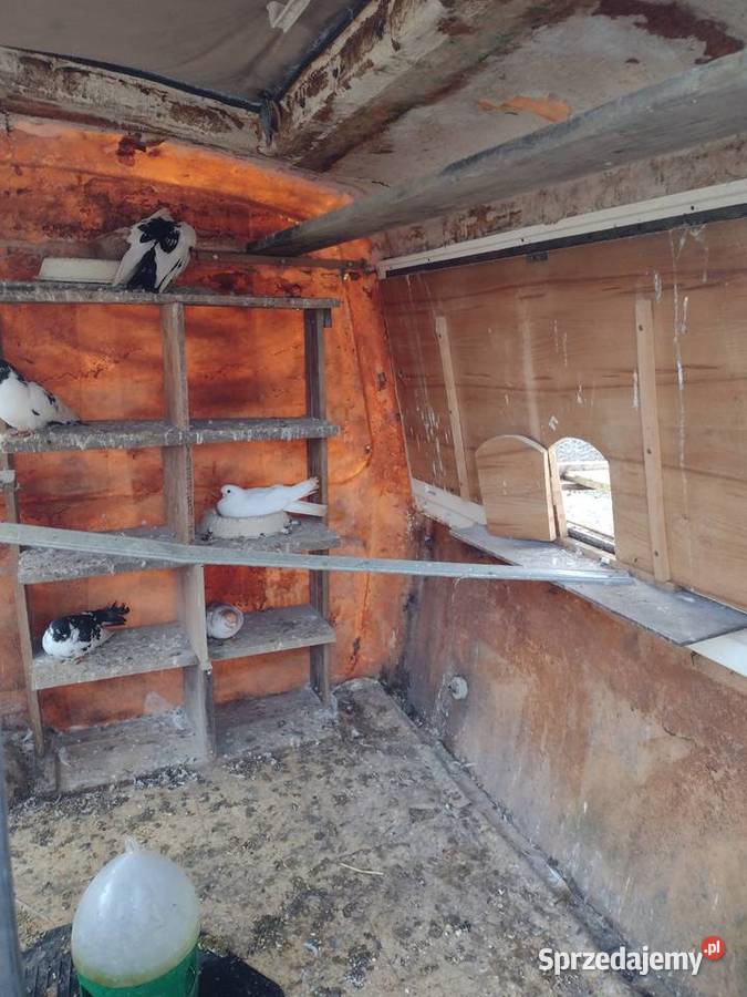 GOŁEBIE zamojskie z golebnikiem bez 1530zl Zamość