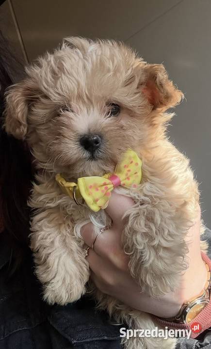 Maltipoo szczeniaczki malutkie pudel Wrocław