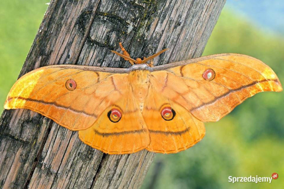 Kokony i gąsienicę motyli Actias Luna jedwabnika mazowieckie Kałuszyn