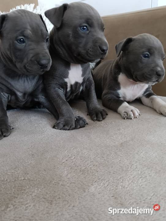 Piękne szczenięta American Staffordshire Terrier Kępno sprzedam