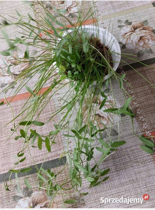 Mieszanka gorzowska wysyłam Rolnictwo Puławy