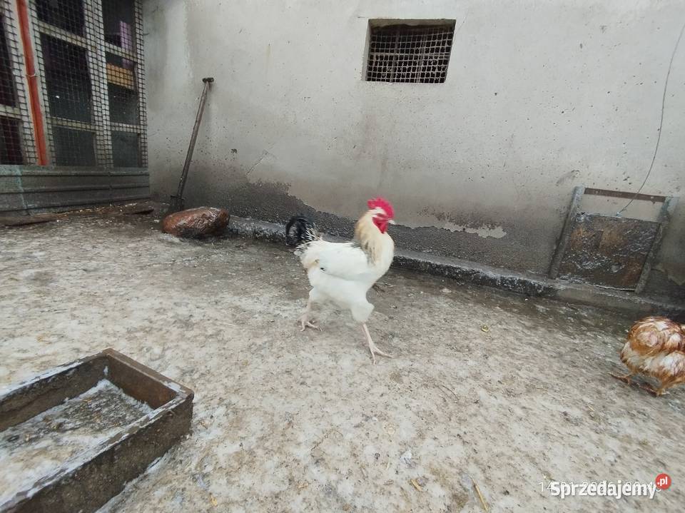 Kogut młody Ptaki Szubin