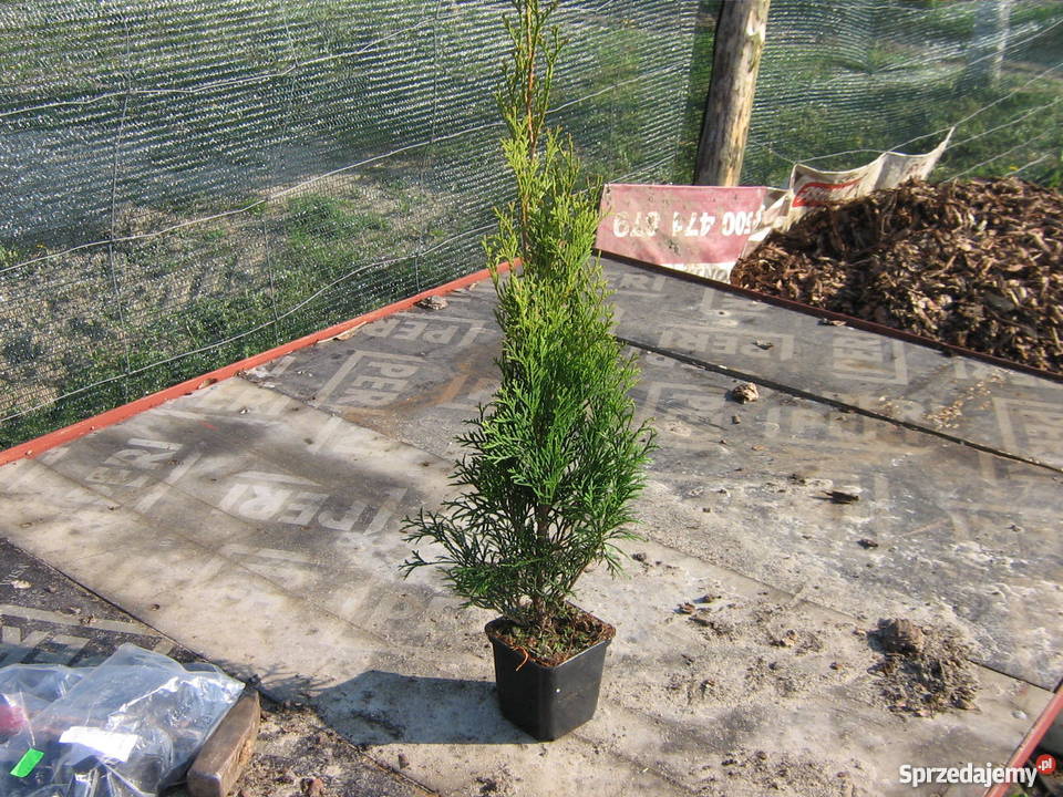 Tuja szmaragd 55zl Idealna na żywopłot Tuje 50
