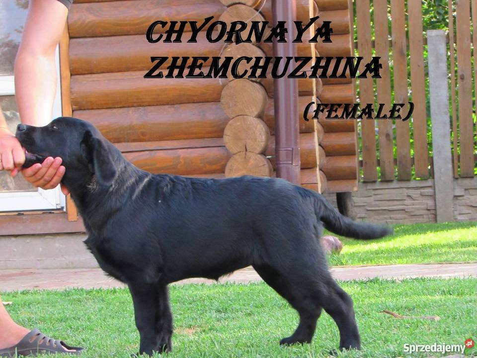 Sprzedawane szczenięta labrador rodzicówmistrzów sprzedam