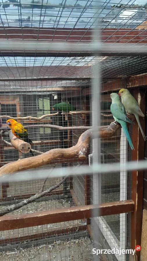 Sprzedam samca konury słonecznej Raków sprzedam