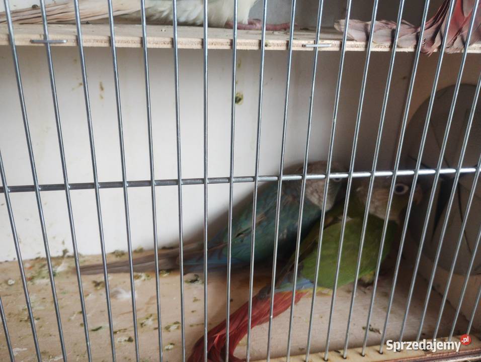 Sprzedam parę lęgowa rudosterek Bystra sprzedam