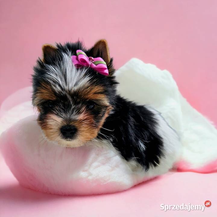 MINI Perełka YORK BIEWER SUCZKA Rodowód Umowa