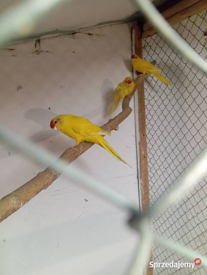 Moderlotki Jarogniewice sprzedam