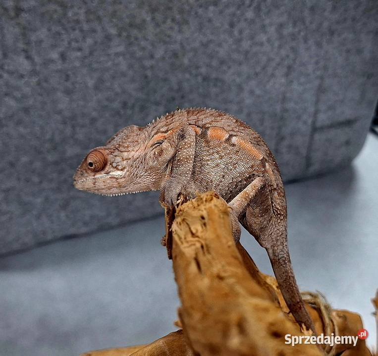 Kameleon lamparci samiec Wołomin