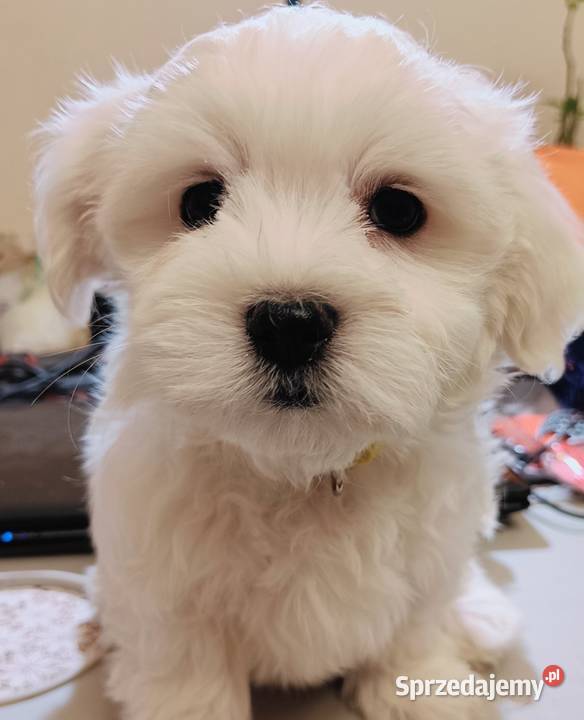 Maltańczykśliczny piesek Warszawa