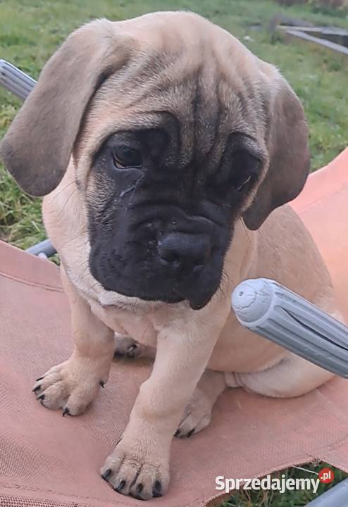 Cane coso szczenie suczka